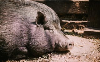 Darujme nový začiatok Azylu pre prasiatka a králiky