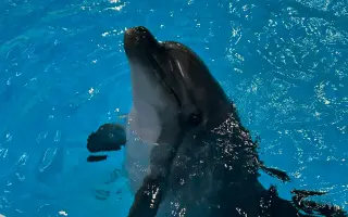 Pomôžte delfinoterapiou našim dievčatám k napredovaniu