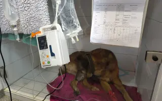 Pomôžme záchranárskemu psíkovi Qvídovi