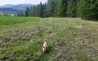 Pomôžte Maxovi znovu chodiť