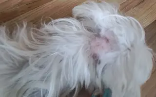 Pomôžme Maxovi znovu chodiť 🐾