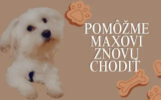 Pomôžme Maxovi znovu chodiť 🐾