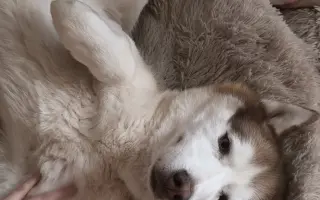 Keď labky slabnú, láska stále beží ďalej - pomôžme huskymu Hachiko