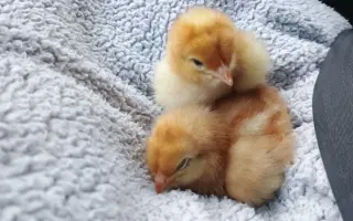 Podporte vznik malej rodinnej farmy a Minizoo