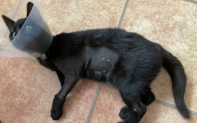 Pomôžme naším postreleným kocúrikom Tučkovi a Despimu