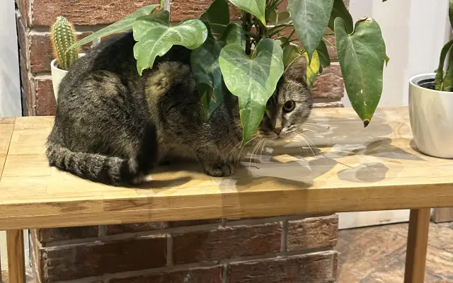 Pomôžme hostelovému kocúrovi Smokeymu s liečbou pľúc