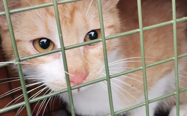 Naplňme spolu mačacie misky 🐈