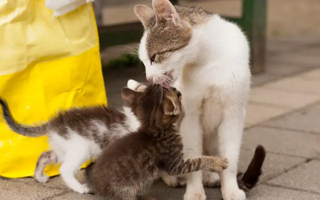 Pomôžte nám vyplatiť dlh za veterinárnu starostlivosť pre našich zverencov