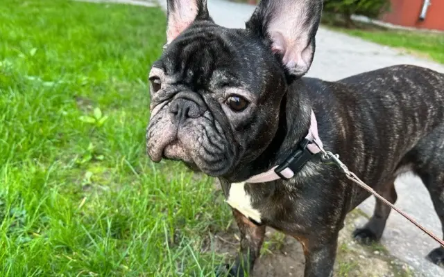 Pomôžme Minnie zastaviť bolesť a zachrániť jej zrak aj zdravie