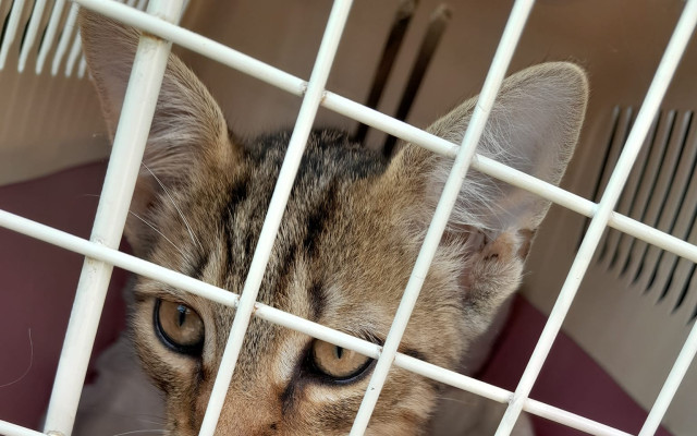 Pomôžme s úhradou veterinárnych nákladov mačiek a kocúrov, pre uľahčenie ich adopcie