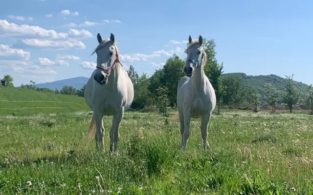 Jazdenie na koni Újazd | Podporate mladých farmárov v chove koní
