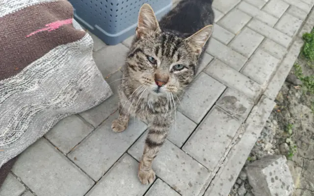 Pomôžme Eve starať sa aj naďalej o mačičky, ktoré ju potrebujú
