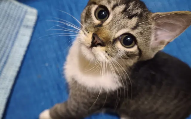 Maxík potrebuje vyšetrenia v Neurovet Trenčín. Pomôžme mu ich zabezpečiť.