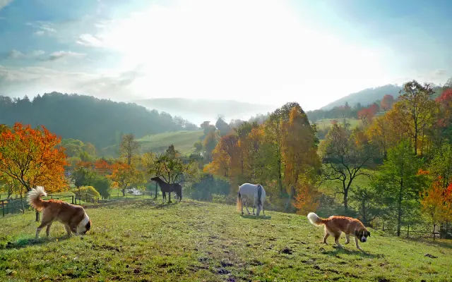 Horský Ranč – domov pre zvieratá, ktoré nikto nechcel