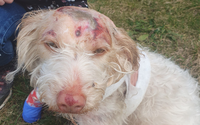 Zabezpečme psíkovi Bojarovi potrebnú liečbu a pomôžme mu zotaviť sa po nehode