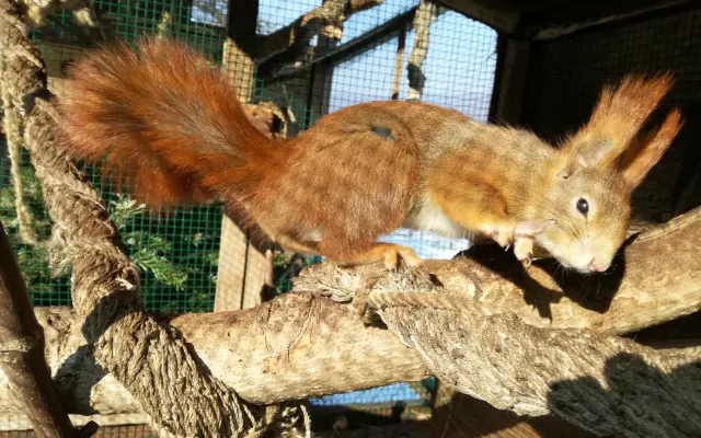 Pomôžte s rekonštrukciou záchrannej stanice pre veveričky