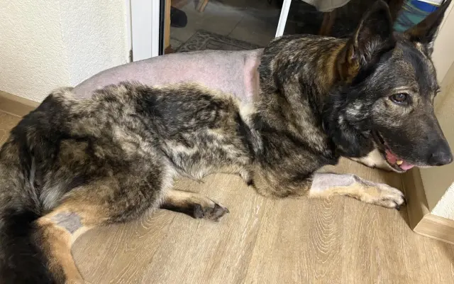 Darujme Šeďovi šancu na návrat k normálnemu životu