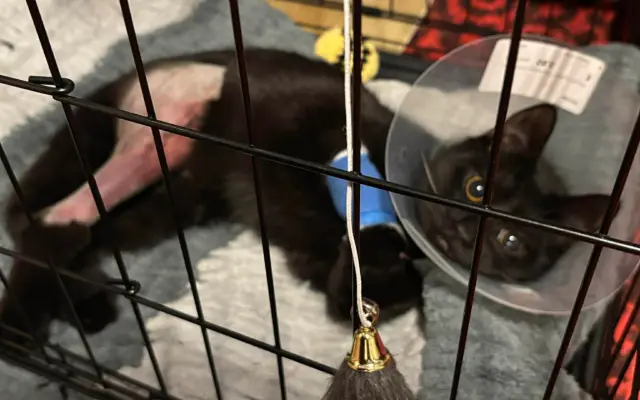 Pomôžme kocúrikovi Lucikovi získať peniaze na liečbu