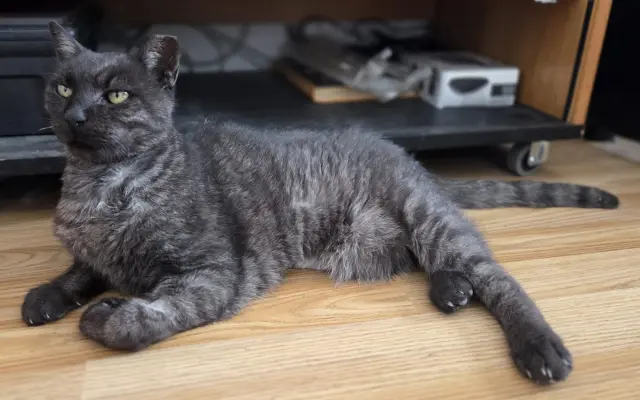 Pomôžme kocúrikovi znovu postaviť sa na labky