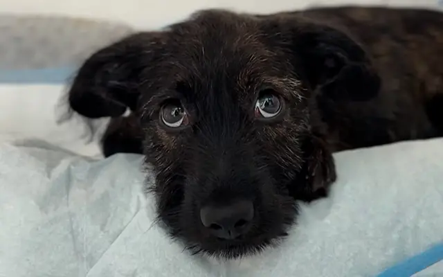 Bežíme za Tuláčik🐾
