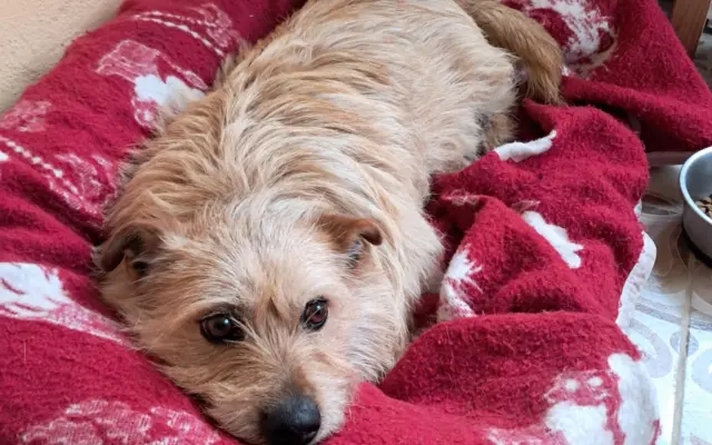 Pomôžte Maxovi znovu chodiť