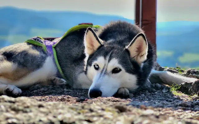 Nohy už nevládzu, ale srdce stále chce. Pomôžme Shaste.