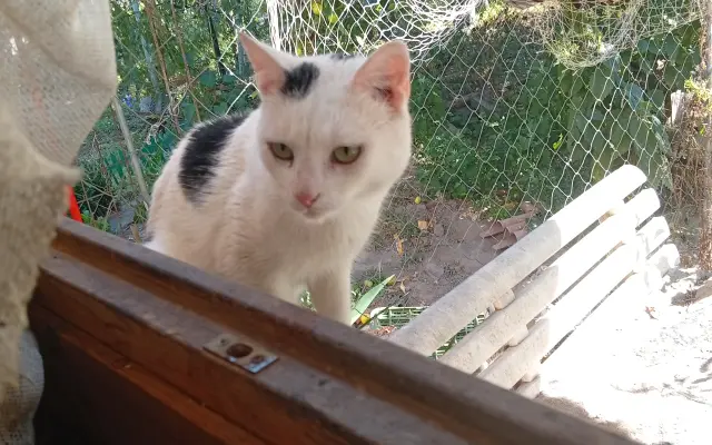 Pomôžme ochrániť 12 zachránených mačiek