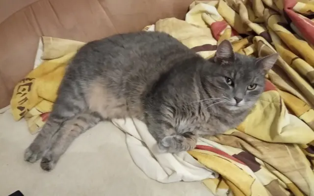 Pomôžme kocúrikovi Murovi (Tučkovi) poraziť FIP