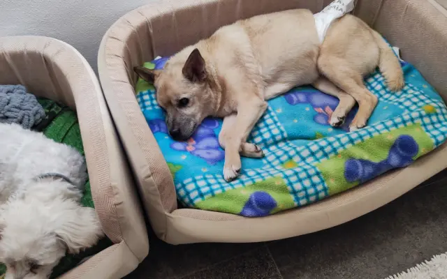Pomôžme zachraňovať psích seniorov a dopriať im dôstojnú starobu