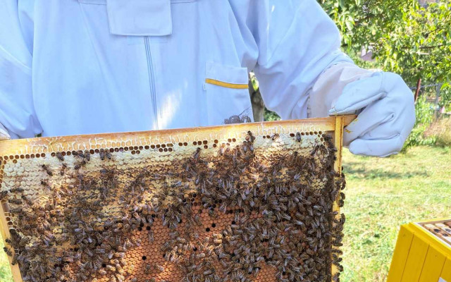 Včely pre všetkých - spoznaj, adoptuj a chráň