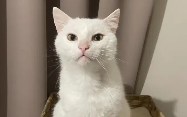 Sniežik bojuje s FIP – pomôžme mu dotiahnuť liečbu do konca