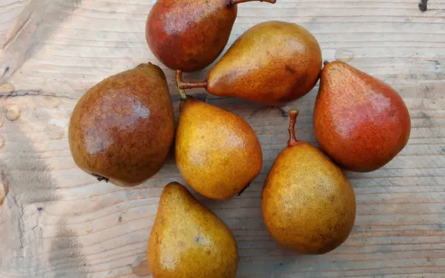 Podporte vydanie knihy Pomológia Bielych Karpát I. Hrušky