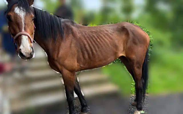Pomôžme kobylke zvíťaziť nad bolesťou a následkami ťažkého zanedbania