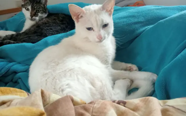 Pomôžme zachrániť Bellu pred smrteľným ochorením FIP
