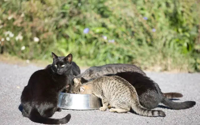 Podporte kastračný program v Banskej Štiavnici