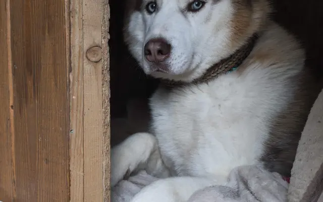 Keď labky slabnú, láska stále beží ďalej - pomôžme huskymu Hachiko