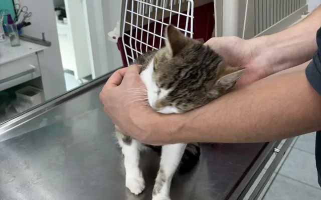 Pomohli ste prítulnému kocúrikovi bez domova