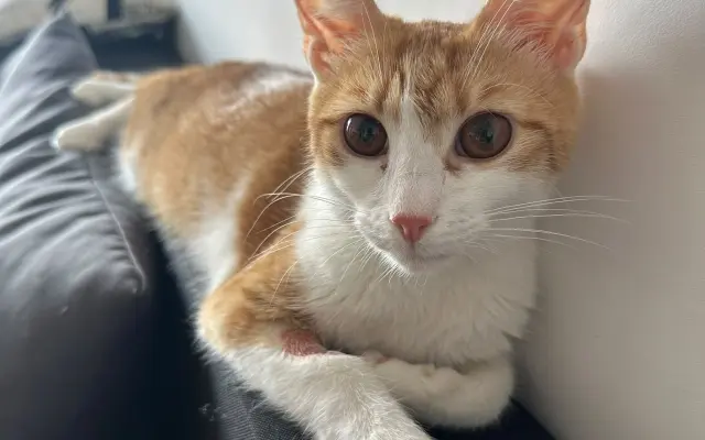 Pomôžme kocúrikovi Timovi v boji s chorobou FIP a Felv+