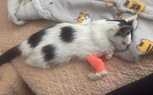 Pomôžme mladej Mňauke bojovať s vážnym FIP ochorením