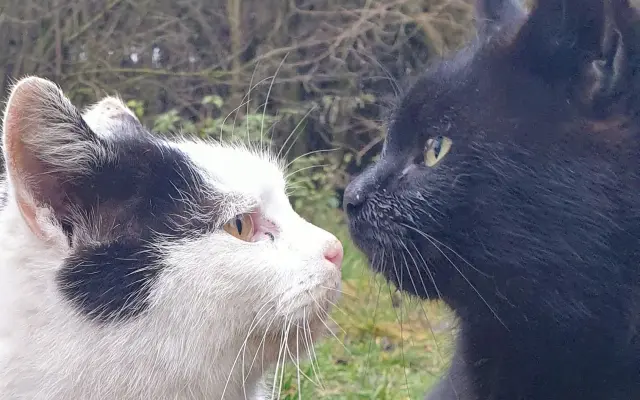 Dajme pouličným kocúrikom šancu prežiť zimu v zdraví