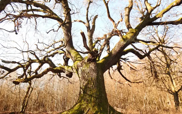 Zachráňme 200-ročný dub a vytvorme EKOCENTRUM POD DUBOM. Zelená hliadka Pezinok