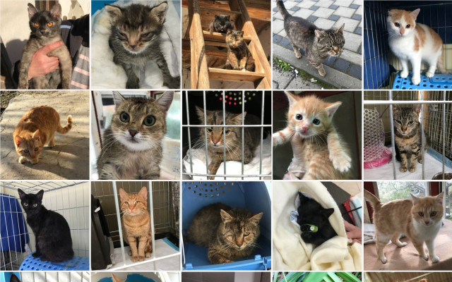 Pomôžte nám zabezpečiť kastrácie a nevyhnutné ošetrenia pre pouličné mačičky