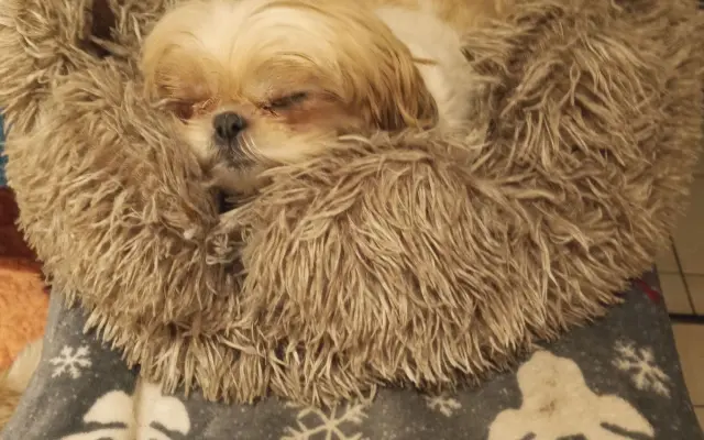 Pomôžte našim chorým senior psíkom - OZ pomoc psíkom Shih-tzu
