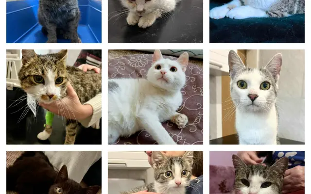 Zachráňme mačičky v Handlovej - bez vás to nepôjde