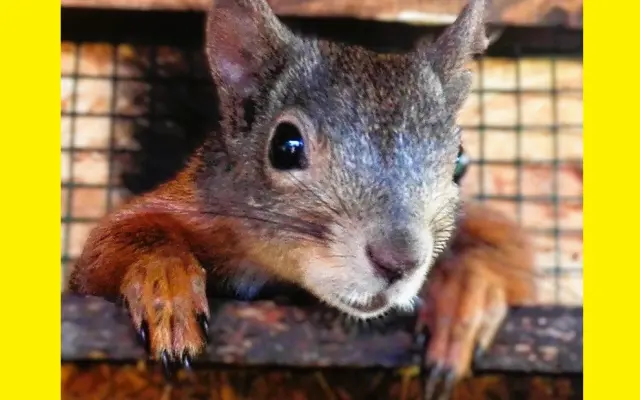 Pomôžte s rekonštrukciou záchrannej stanice pre veveričky
