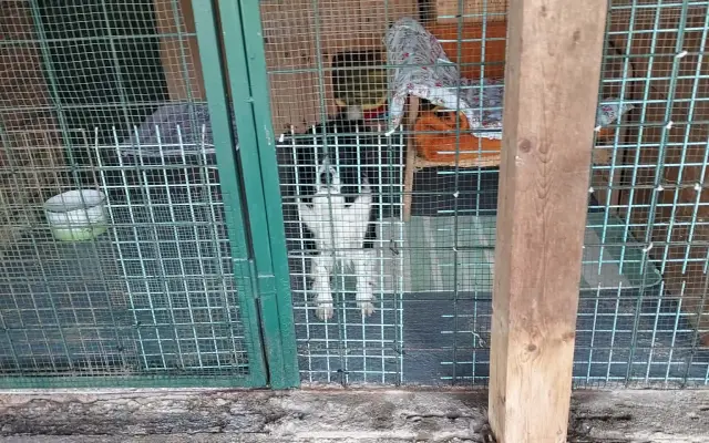 Pomohli ste útulku Sloboda zvierat Trnava