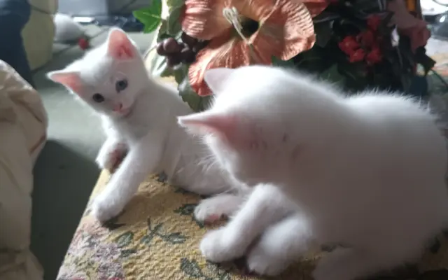 Pomôžme zachrániť mačacie očká, ktoré nechceme nechať hladné