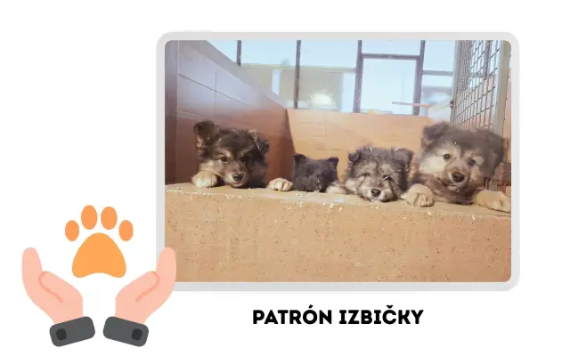 Patrón izbičky