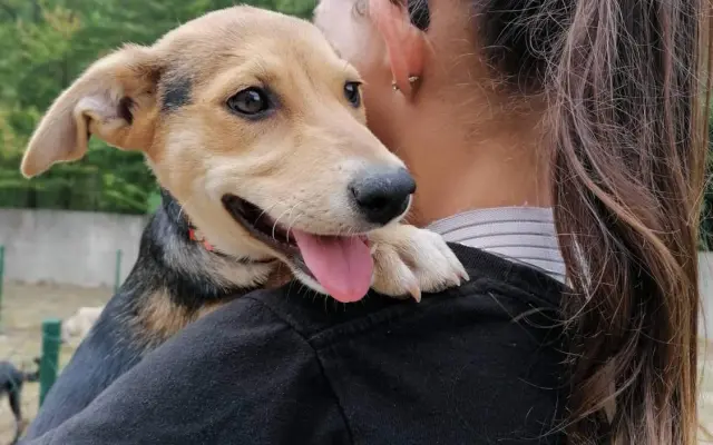 Kalendár + virtuálna adopcia