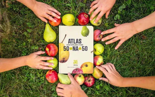 10 x výtlačok Atlas starých odrôd jabloní a hrušiek 50 na 50